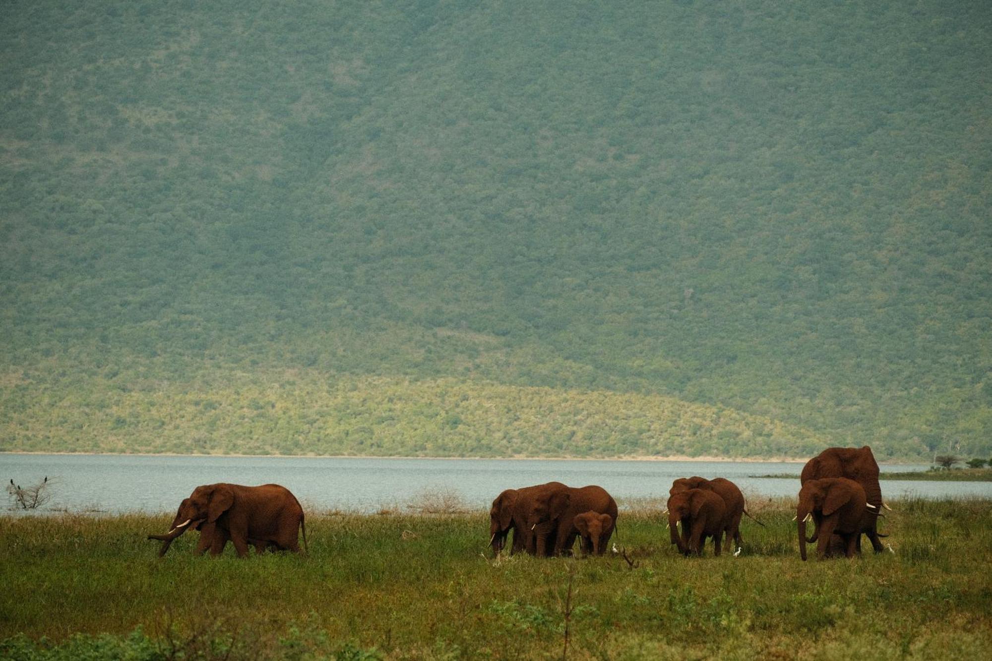 Africamps At White Elephant Safaris 蓬戈拉 外观 照片